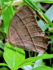 Taygetis rufomarginata