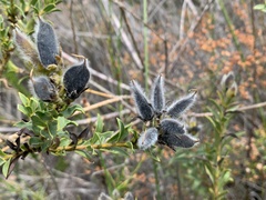 Liparia hirsuta