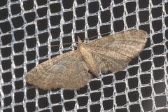 Eupithecia haworthiata