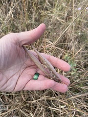 Asclepias stenophylla