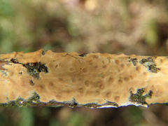 Peniophora incarnata