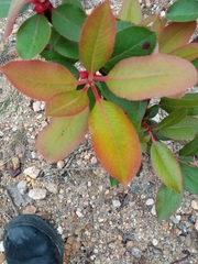 Arbutus