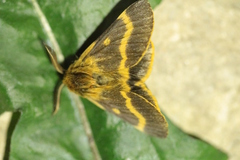 Lemonia dumi