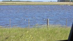 Cygnus melancoryphus