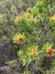 Leucospermum oleifolium