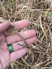 Asclepias stenophylla