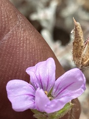 Erodium