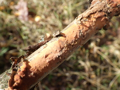 Peniophora incarnata