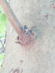 Hyalessa maculaticollis