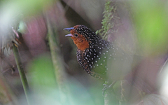 Acropternis orthonyx