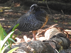 Crax fasciolata