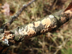 Peniophora incarnata