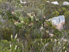 Protea speciosa