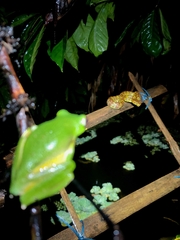 Craspedocephalus malabaricus