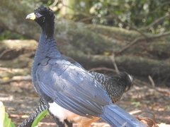 Crax fasciolata