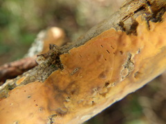 Peniophora incarnata