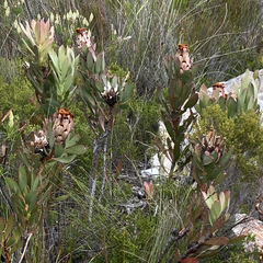 Protea speciosa