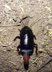 Pseudoderopeltis