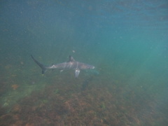 Carcharhinus limbatus