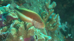 Paracirrhites forsteri