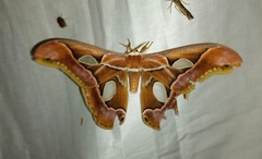Rothschildia arethusa