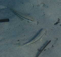 Mullus barbatus