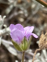 Erodium