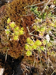 Micranthes stellaris