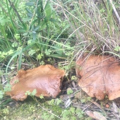 Suillus collinitus