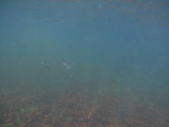 Carcharhinus limbatus