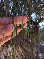 Casuarina equisetifolia