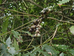 Lithocarpus hancei