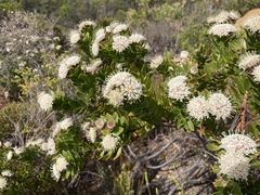 Leucospermum bolusii