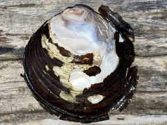 Cyclonaias tuberculata