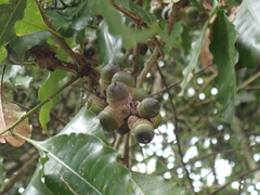 Lithocarpus hancei