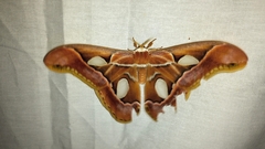 Rothschildia arethusa