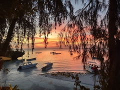 Casuarina equisetifolia