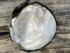 Cyclonaias tuberculata