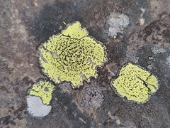 Rhizocarpon
