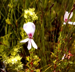 Pelargonium ternatum