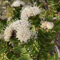 Leucospermum bolusii