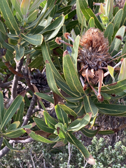 Protea neriifolia