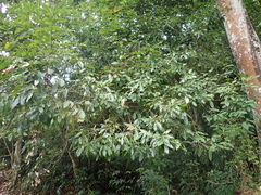 Lithocarpus hancei