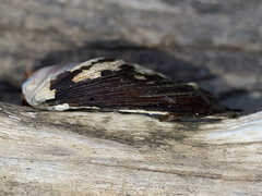 Cyclonaias tuberculata