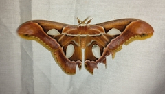 Rothschildia arethusa