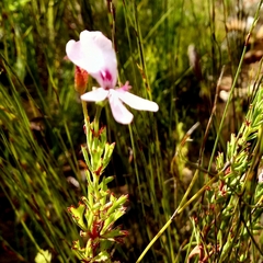 Pelargonium ternatum