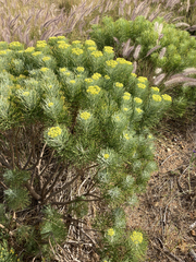 Hymenolepis crithmifolia