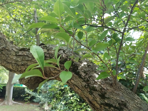 Elaeagnus multiflora, photograph 2