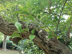 Elaeagnus multiflora