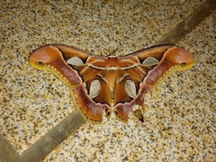 Rothschildia arethusa
